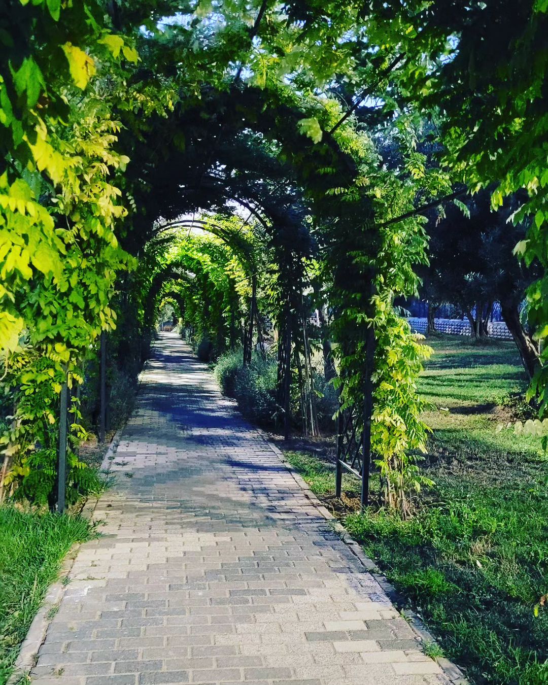 Yol Senin Yolun